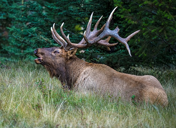 Elk Bull - McKinlayPhoto