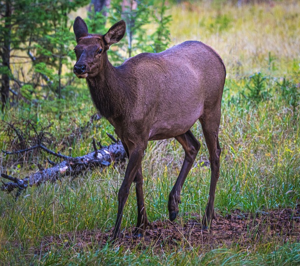 Female Elk - McKinlayPhoto 