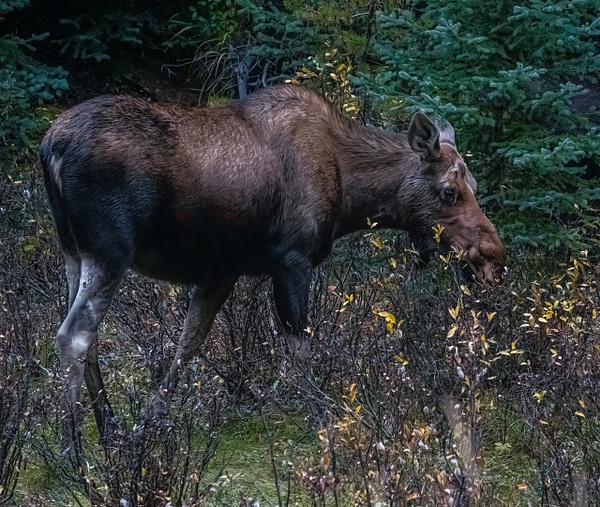 Young Female Moose - McKinlayPhoto