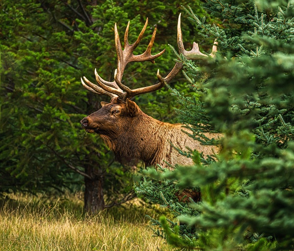 Elk - McKinlayPhoto