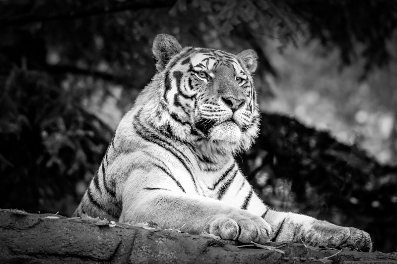 Tiger from Zürich