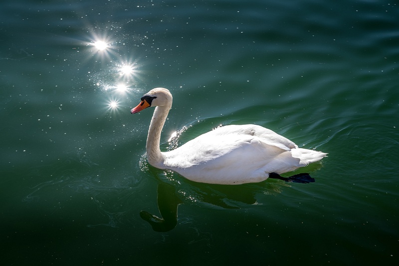 Swan on the Pfäffiker lake