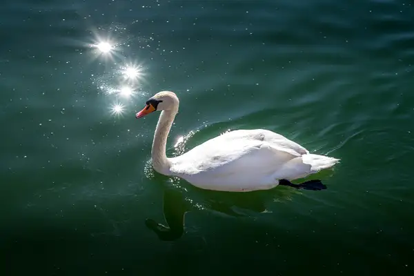 Swan on the Pfäffiker lake by photosam