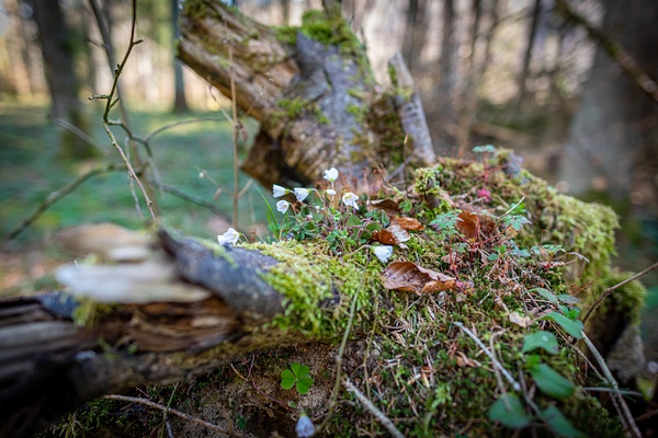 Tronc in the wood - photosam.ch