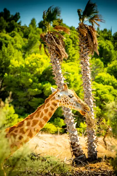 Safari Animals in Sigean-2 by photosam