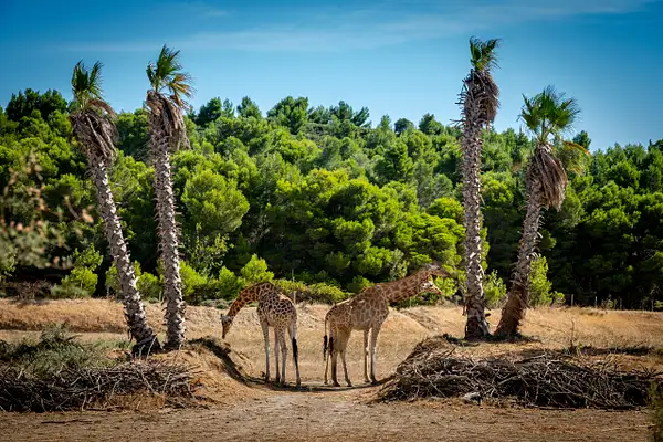 Safari Animals in Sigean-3 by photosam