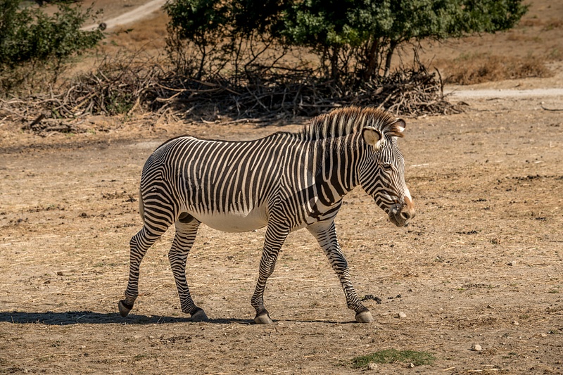 Safari Animals in Sigean