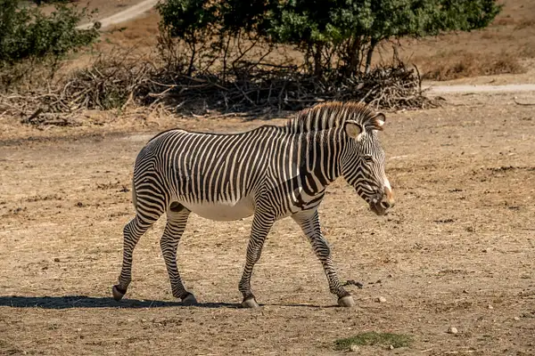 Safari Animals in Sigean by photosam