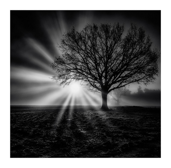 Mist, Sun and tree - Andrew Newman Photography