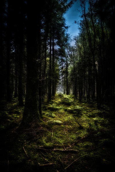 A path through the woods - Andrew Newman Photography