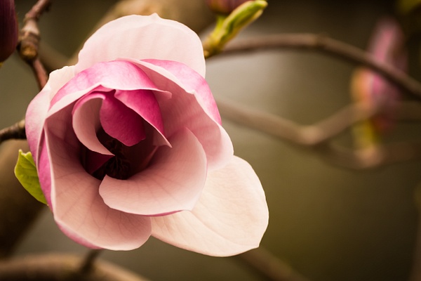 Magnolia5 - Djur & Natur - XP Foto Service 