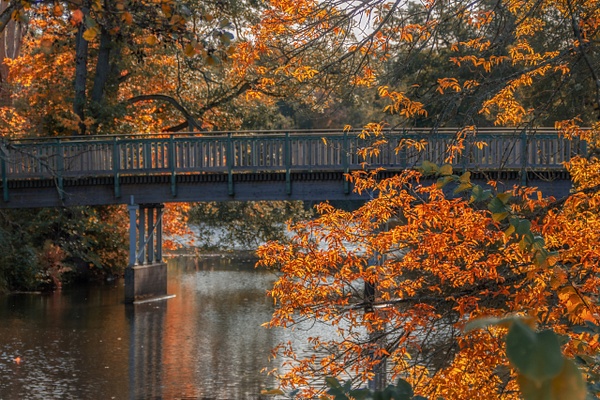 Fall-bridge1 - Djur &amp; Natur - XP Foto Service 