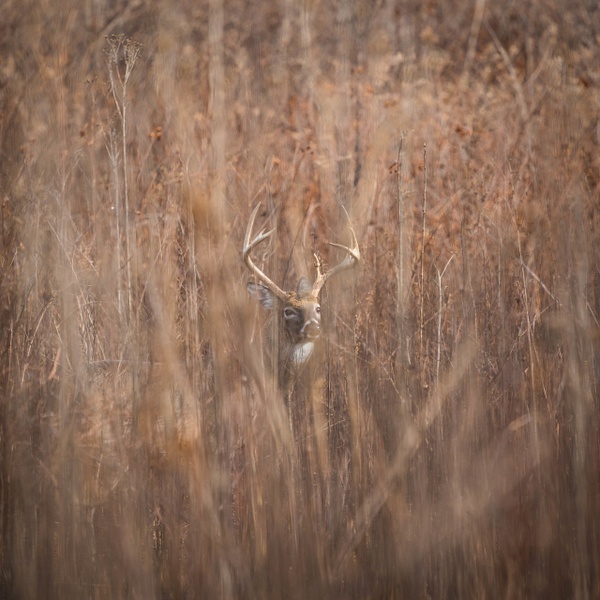cades-cove-buck-in-hiding - WILDLIFE - Walnut Ridge Photography
