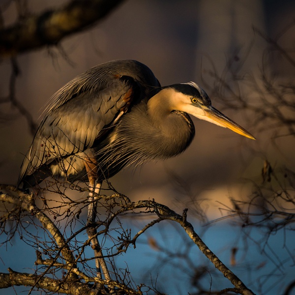 great-blue-heron - AVIAN - Walnut Ridge Photography 