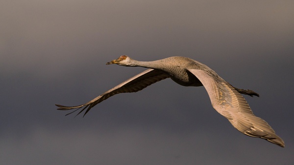 sandhill-crane-flyby - AVIAN - Walnut Ridge Photography