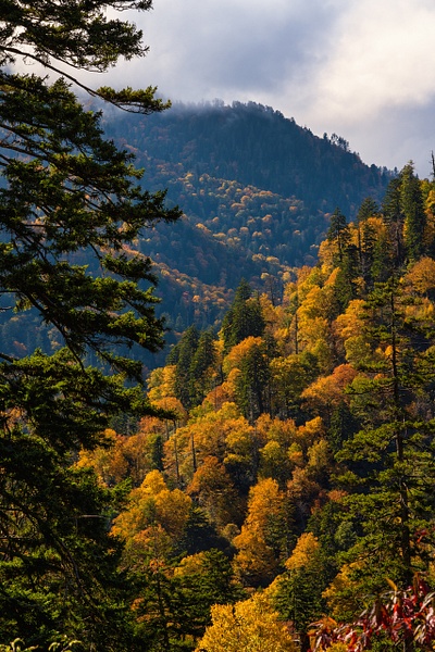 Smokies-autumn-colors-3 - Walnut Ridge Photography 