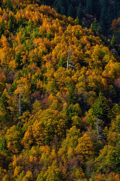 Smokies-autumn-colors-2 - Walnut Ridge Photography