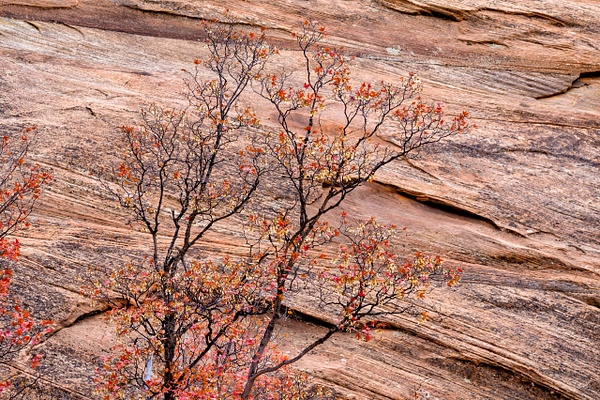 zion-valley-red-rocks - Walnut Ridge Photography