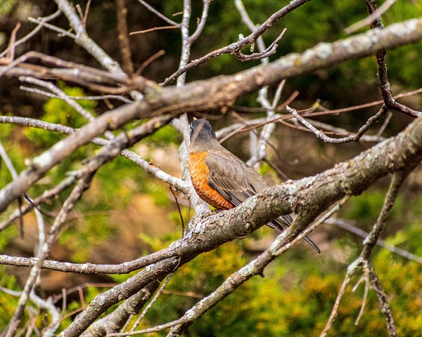 Robin in tree - Travel - KDSImageryTX 