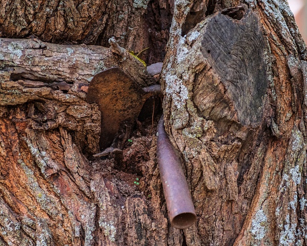 Hoe in a Tree - Home - KDS Imagery Photography 
