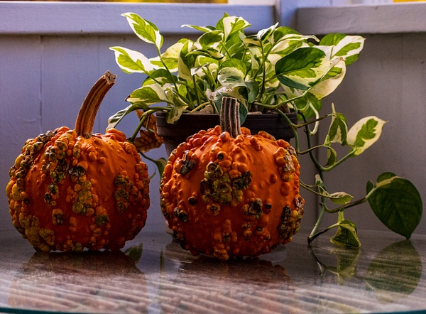 Fall Decor - Home - KDS Imagery Photography  