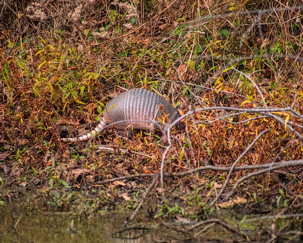 Armadillo in the Day_ - Travel - KDSImageryTX 