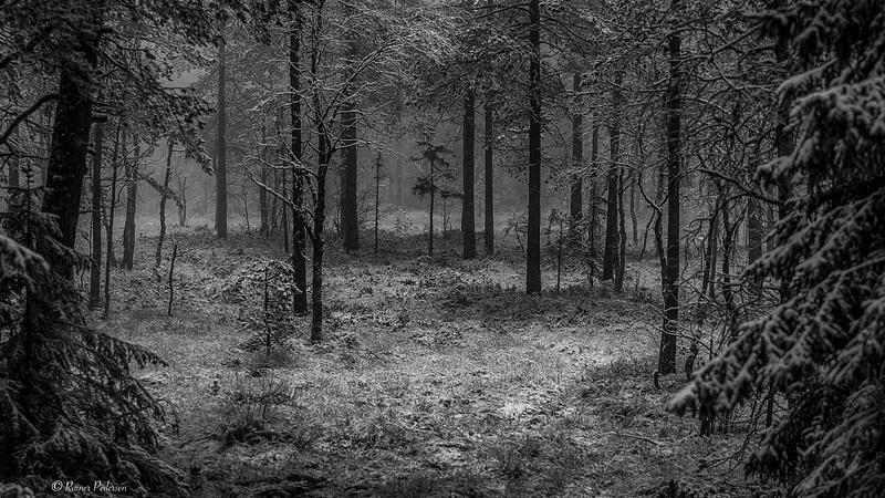 Fog in the forrest