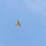 Rovfugl/Bird of prey