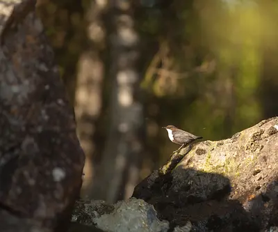 Fossekall - White throated dipper