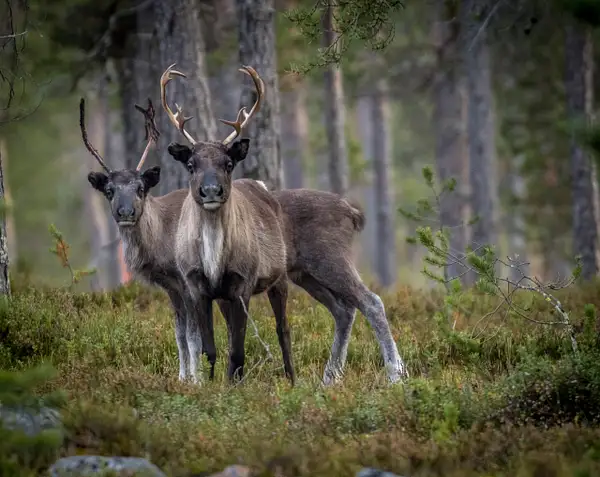 Mother and child -- reindeer by Rainer Pedersen