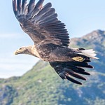 White tailed  eagle - Havørn