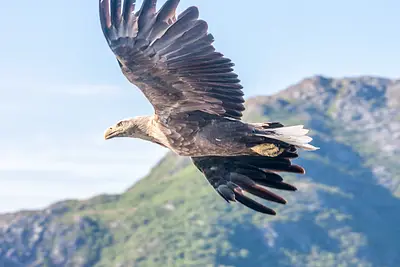 White tailed  eagle - Havørn