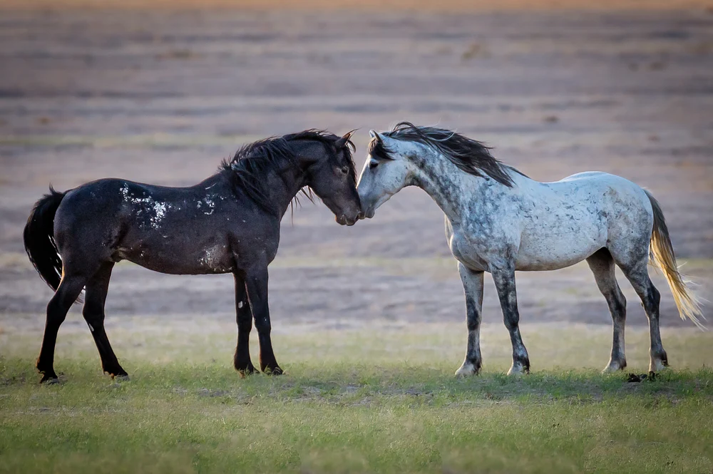 Tender Equine Embrace in Nature