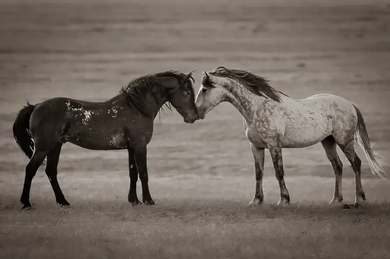 Tender Equine Greeting in Monochrome