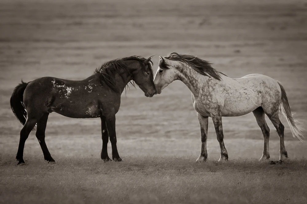 Tender Equine Greeting in Monochrome