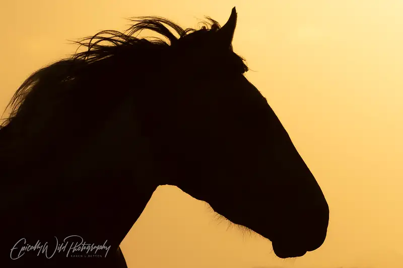 Majestic Equine Silhouette at Dusk