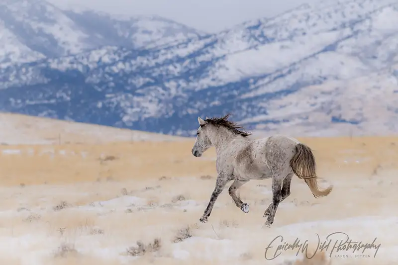 Graceful Gray Horse in Snowy Expanse