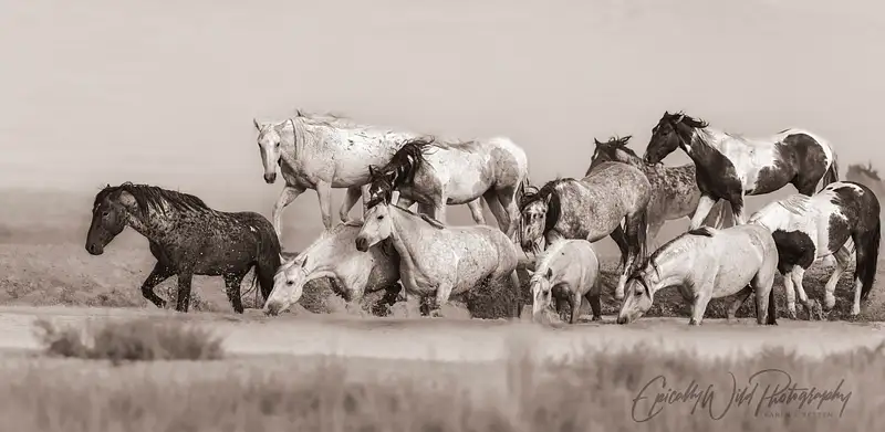 Herd of Horses in Ethereal Monochrome