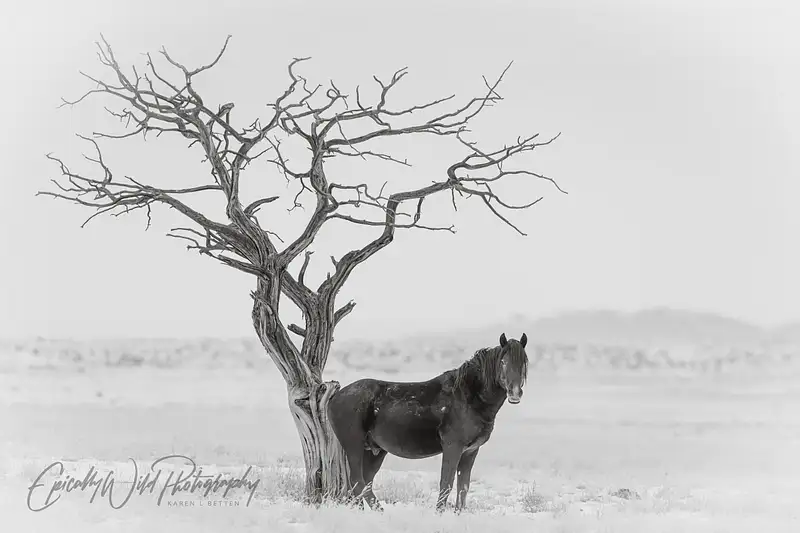 Ethereal Black Horse Beside Gnarled Tree