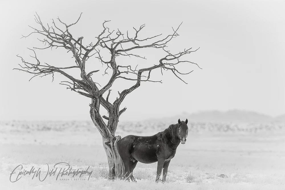 Ethereal Black Horse Beside Gnarled Tree