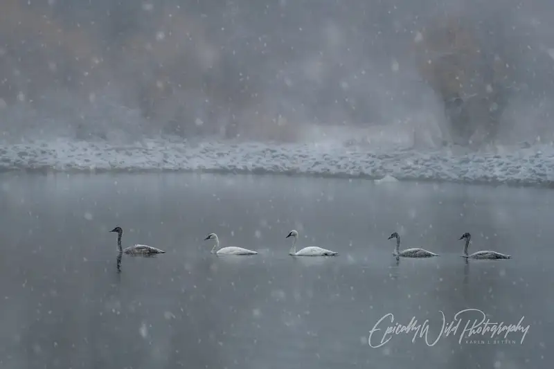 Serene Swans Gliding Through Gentle Snowfall