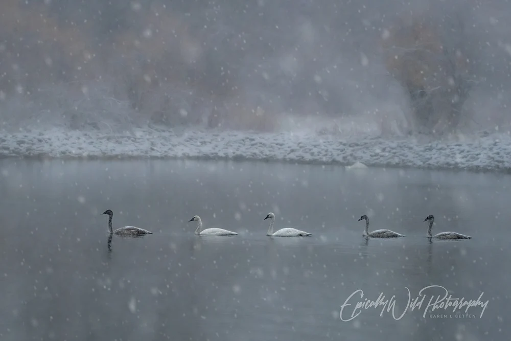 Serene Swans Gliding Through Gentle Snowfall