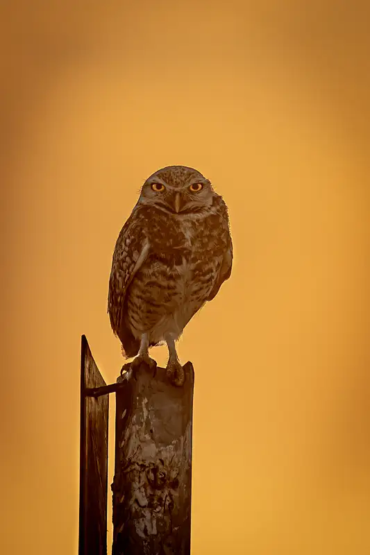 Regal Owl Perched at Dusk