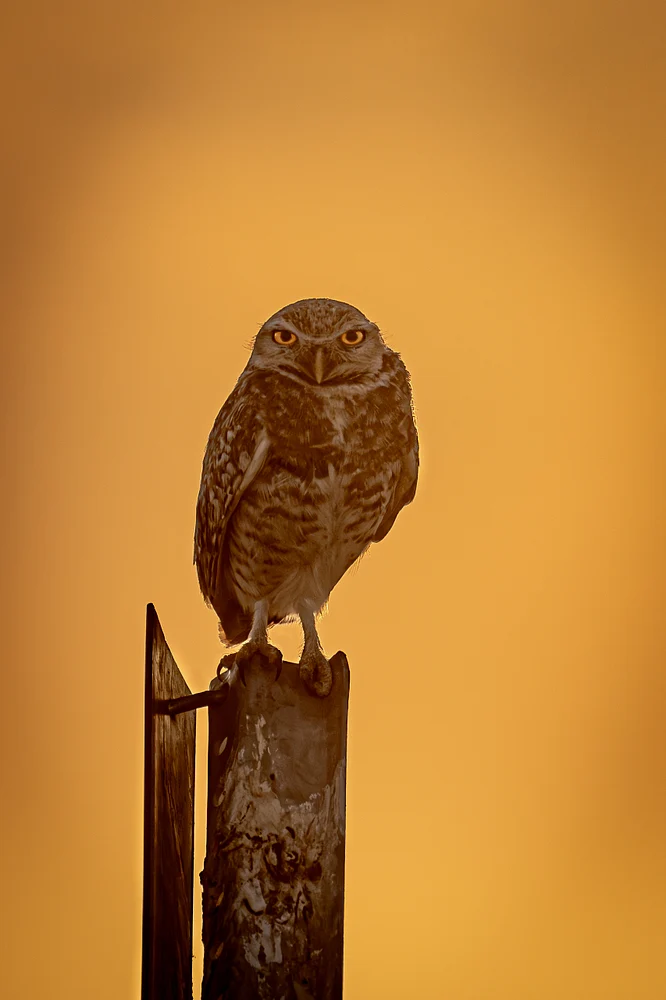 Regal Owl Perched at Dusk