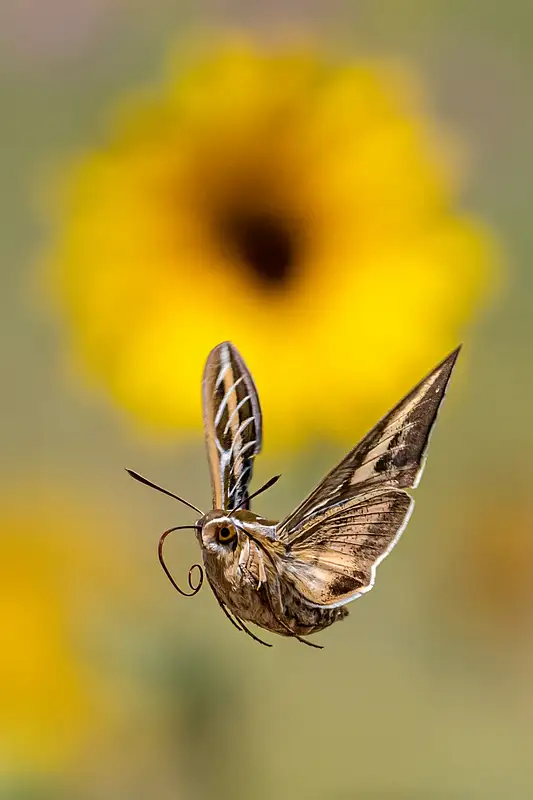 Graceful Butterfly in Flight Near Sunflower