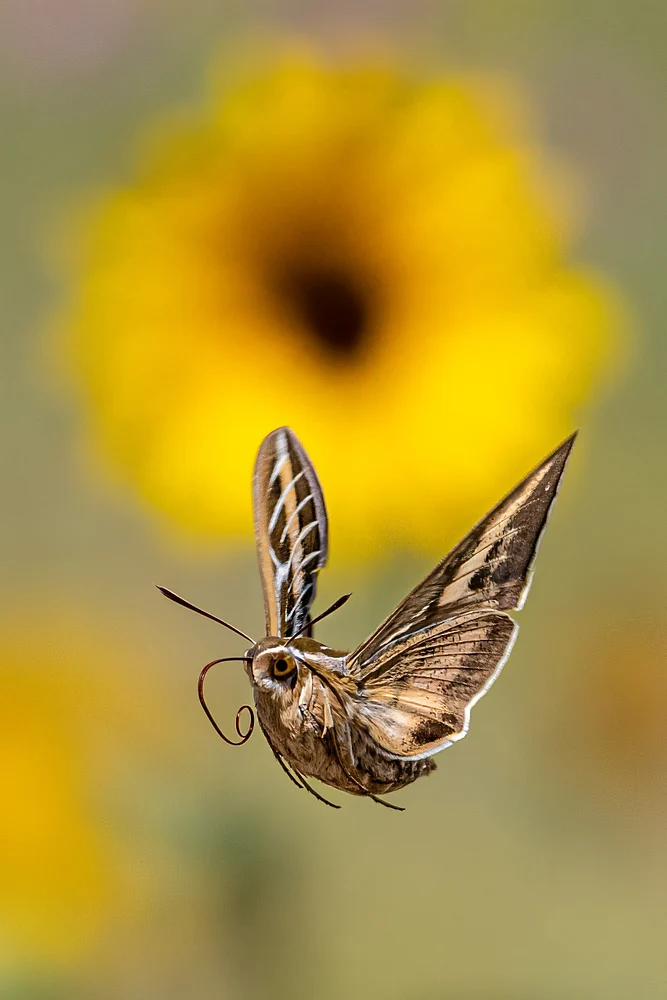Graceful Butterfly in Flight Near Sunflower