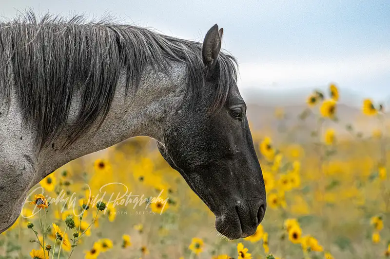 Graceful Gray Horse Among Sunflowers