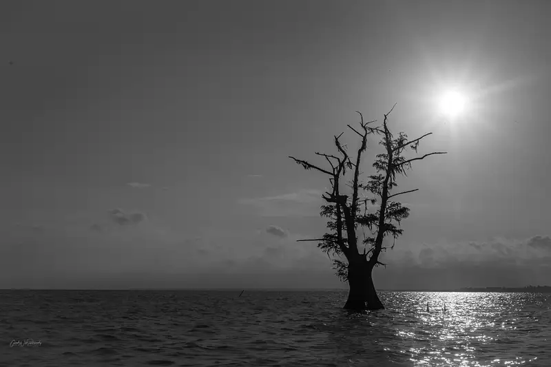 Solitary Tree Silhouette Against Radiant Sun