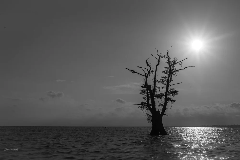 Solitary Tree Silhouette Against Radiant Sun