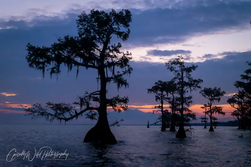 Mysterious Cypress Trees at Twilight